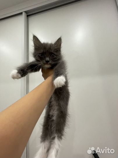 Котята