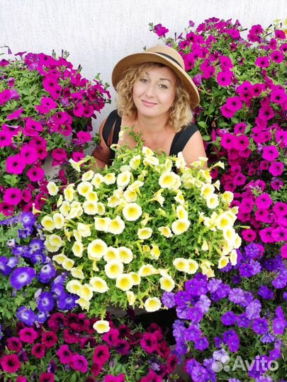 Черенки петунии премиальных сортов укорененные