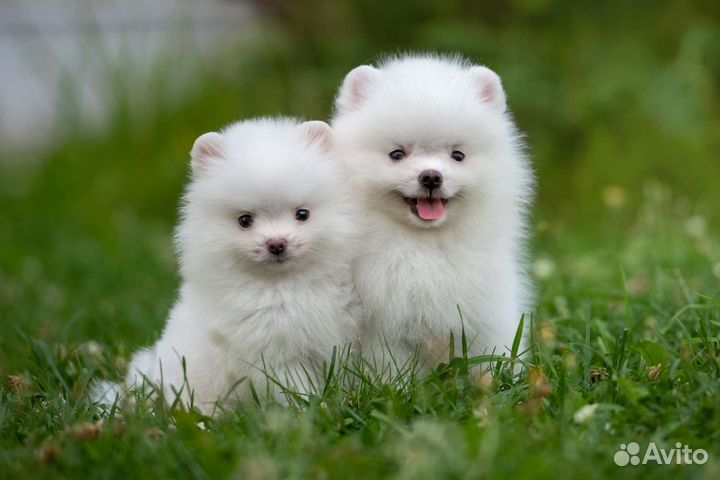 Померанский шпиц медвежьего типа