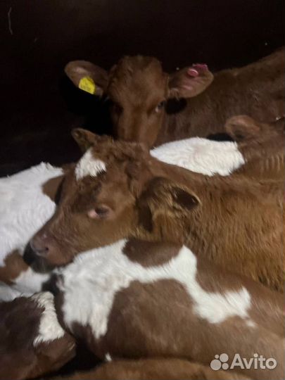 Отборные телята бычки доставка круглый год