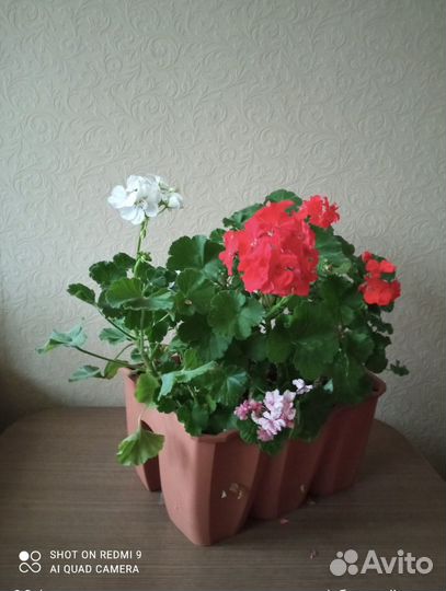 Балконный ящик пластиковый для цветов