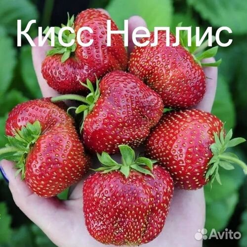Рассада клубники с окс