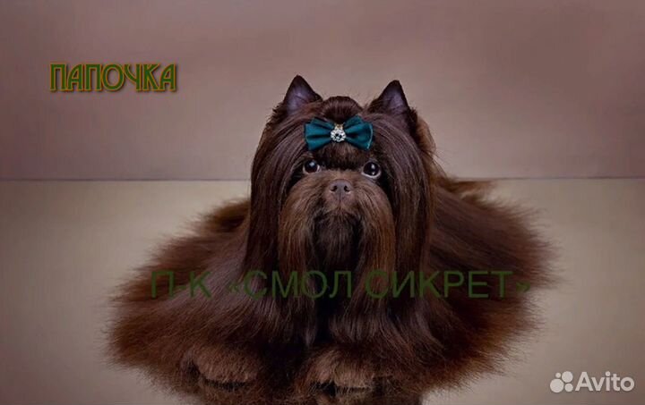 Сладкие Шоколадики