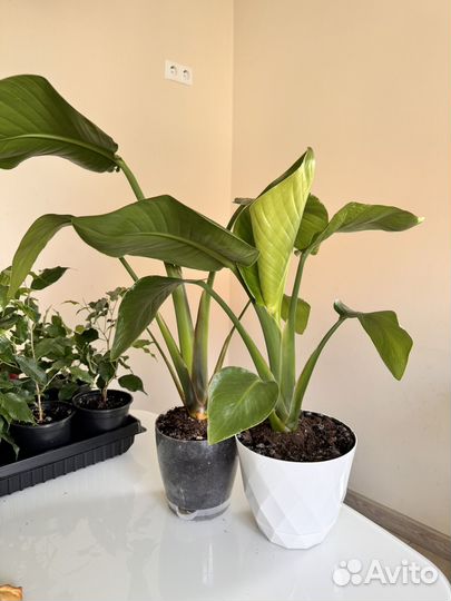 Стрелиция Николая