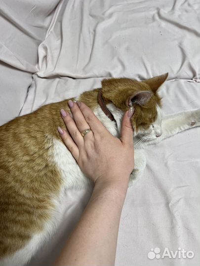 Нашли кота