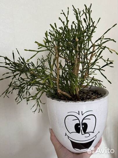 Комнатные растения