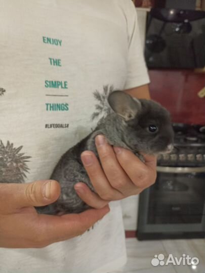 Семья шиншилл с пентхаусом