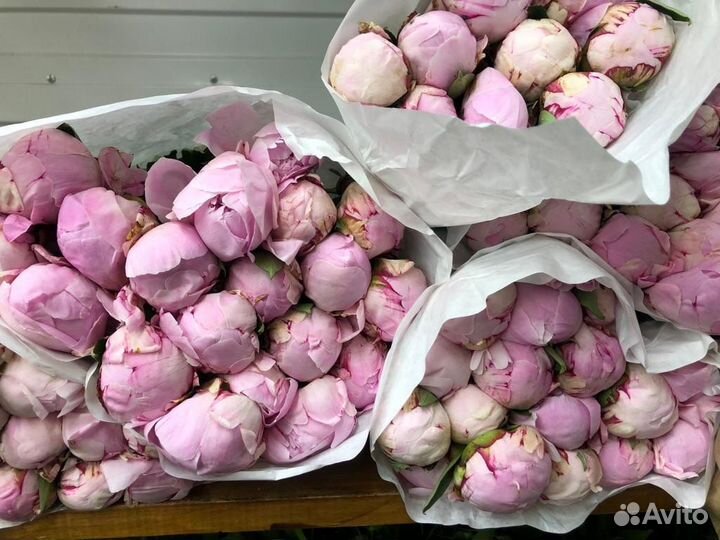 Пионы: свежее поступление/букет с доставкой