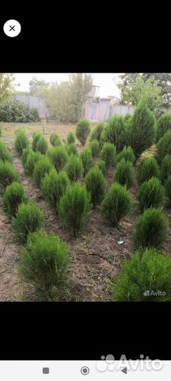 Туи в наличии