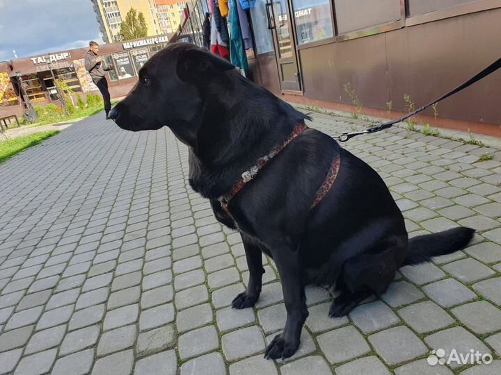 Метис овчарки