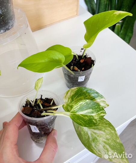 Эпипремнум Марбл квин, Неон