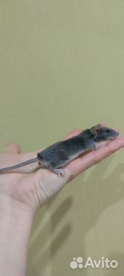 Декоративная мышь кудрявая