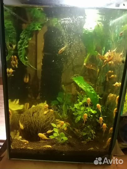 Сомики, корм