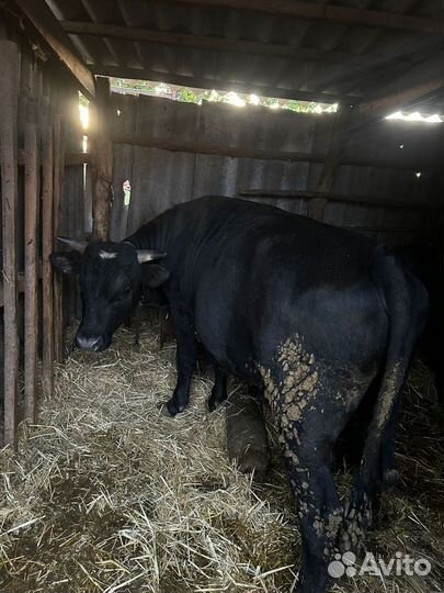 Быки и телки на мясо