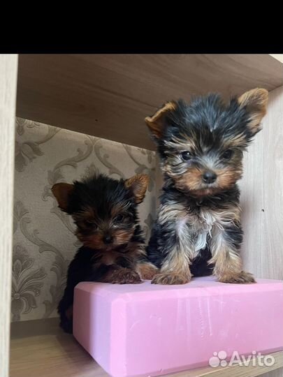 Мини мальчик