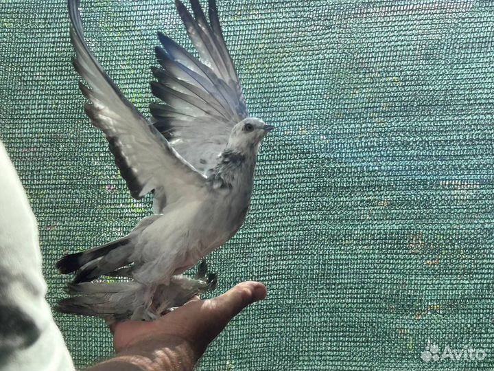Продам голубей