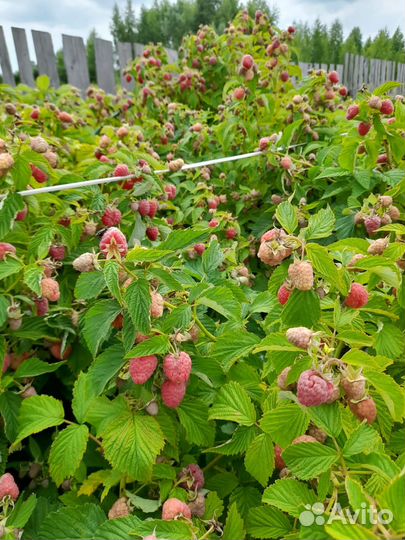 Малиновое дерево. Саженцы. Ежевика. Малина