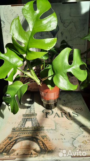 Монстера минима рафидофора тетрасперма