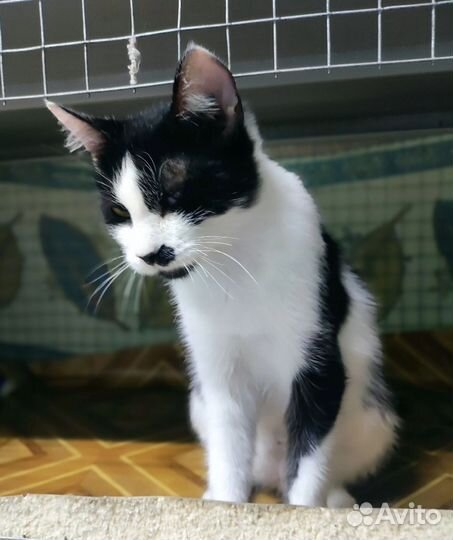 Кошечка Бэль