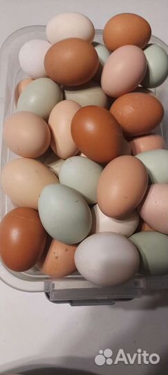 Инкубационное яйцо