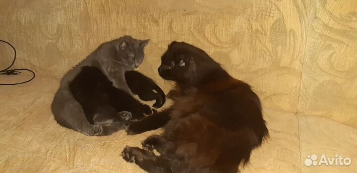 Котята