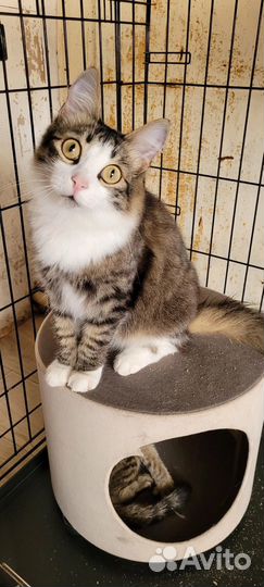 Котик лапочка
