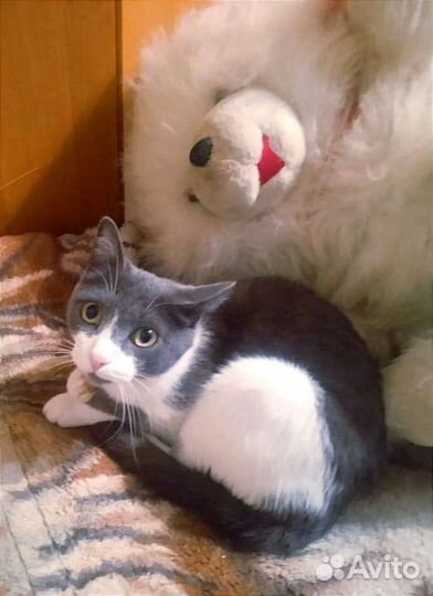 Ласковая и нежная кошечка Зая в поисках семьи