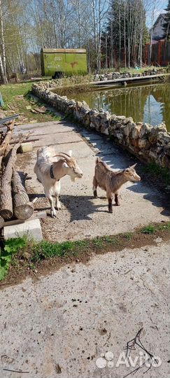 Коза карликовая. Не на курамбайрам