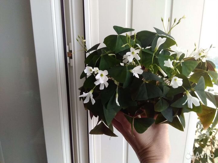 Кислица оксалис