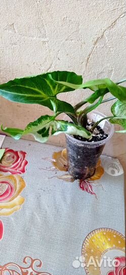 Сингониум 3 короля