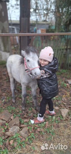 Жеребёнок пони. Девочка. Возраст один год