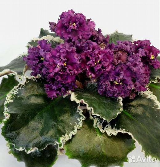 Фиалки детки, стартеры