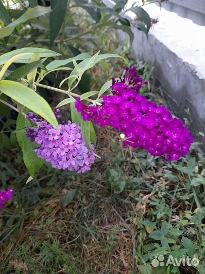 Буддлея давида