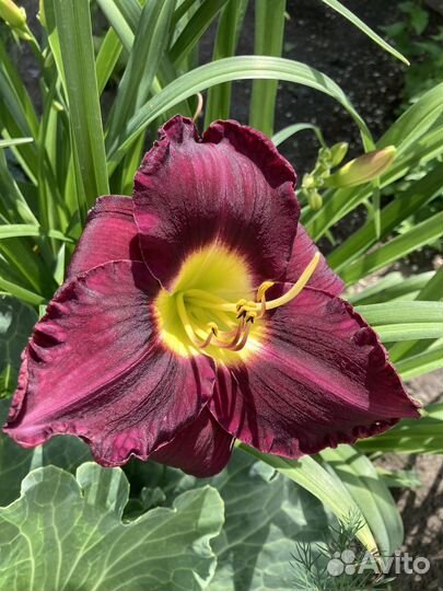 Лилейники сортовые