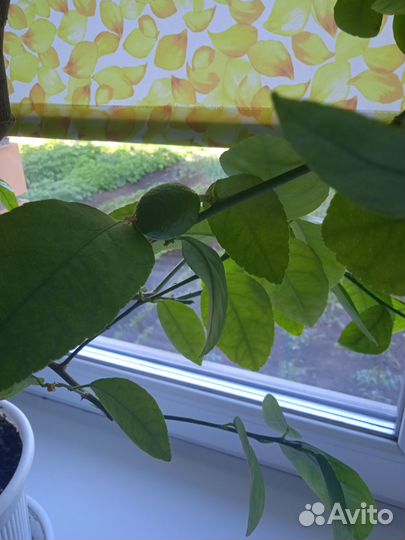 Лимон плодоносящий