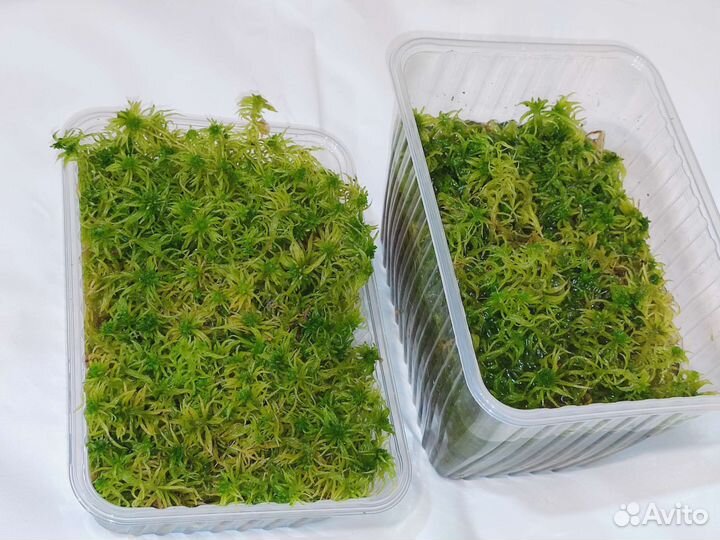 Мох сфагнум живой. Свежий сбор