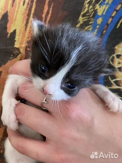 Котенок девочка