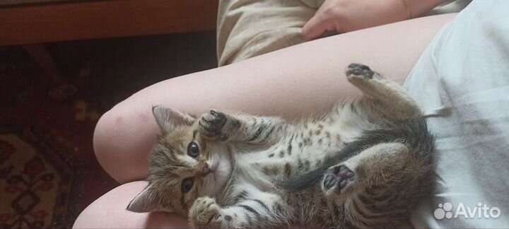 Британские котята