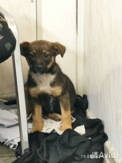 Собака в добрые руки щенок