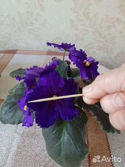 Пеларгония герань