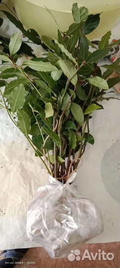 Саженцы лаврового листа+в подарок несколько штук
