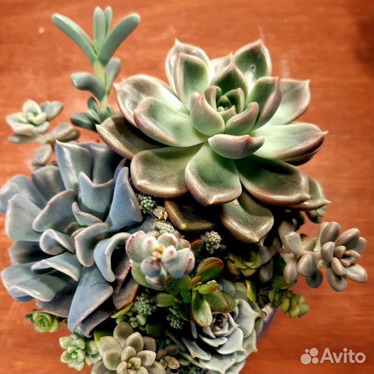 Суккулентные садики