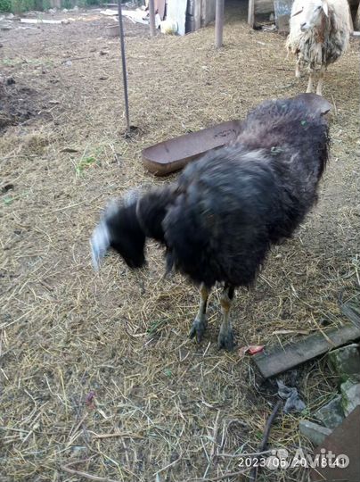 Овцы бараны