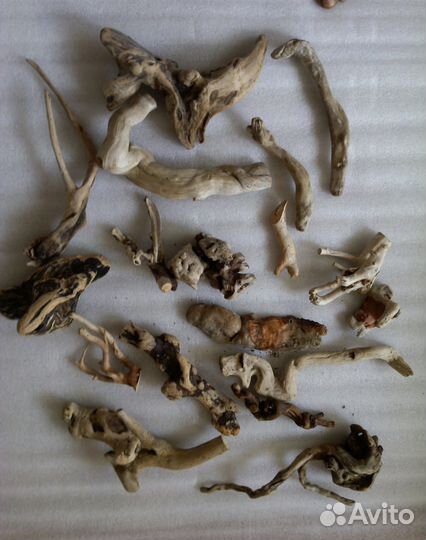 Коряжки дрифтвуд морские