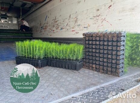 Зкс Сосна сеянцы Ели Лиственницы окс Голуб Горная