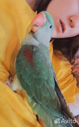 Александрийский попугай выкормыш
