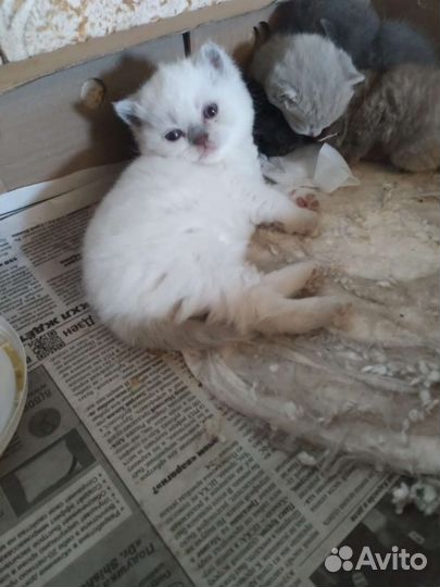 Шотландская