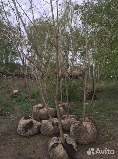 Продам клён канадский