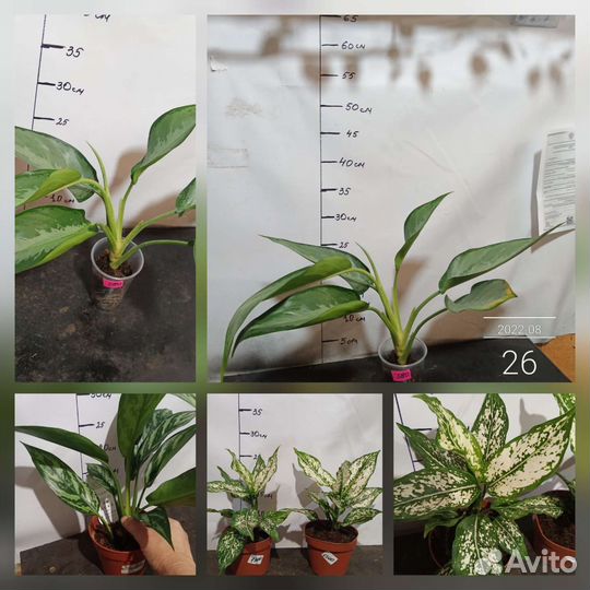 Аглаонемы и другие цветы