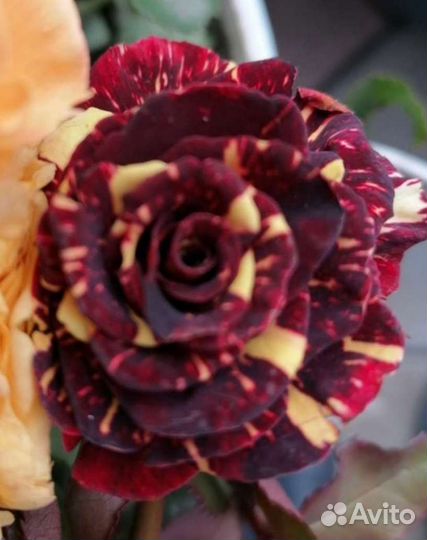 Розы самые красивые принимаю заказы